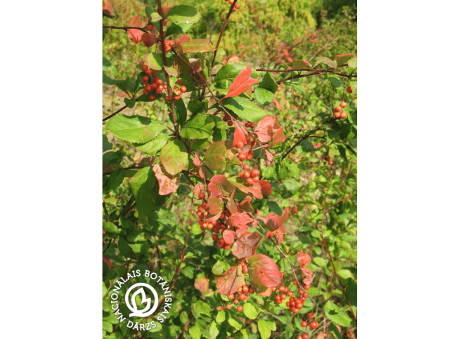 Berberis koreana